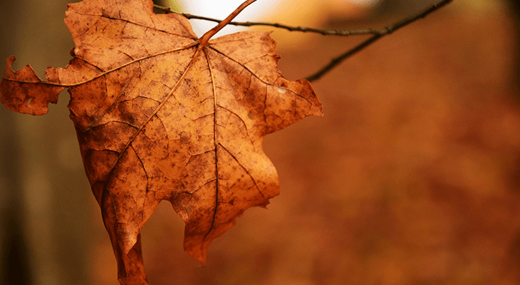 秋の枯れ葉